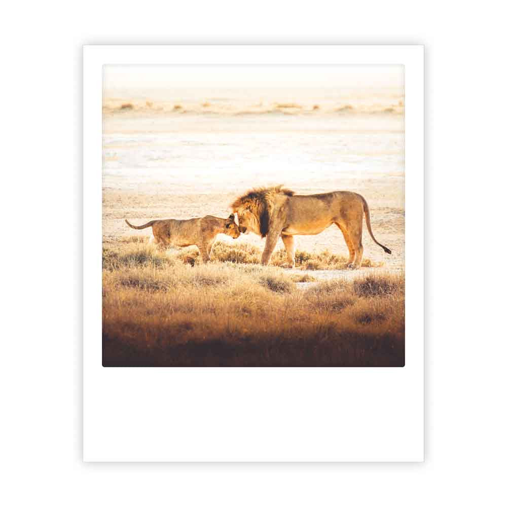 Photo Postkarte - Lion couple