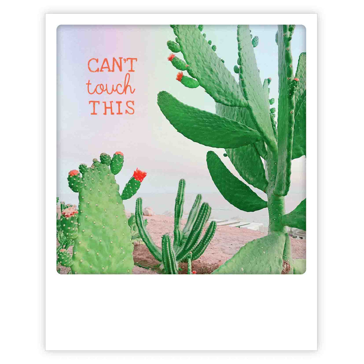 Photo Postkarte - Can´t touch this cactus