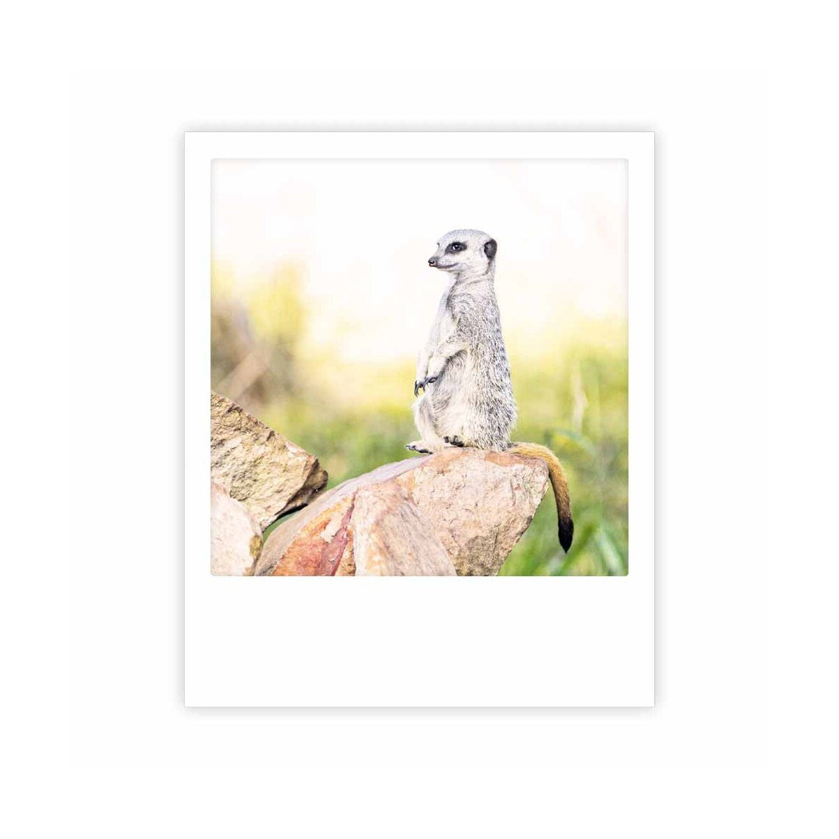 Photo Postkarte - Meerkat