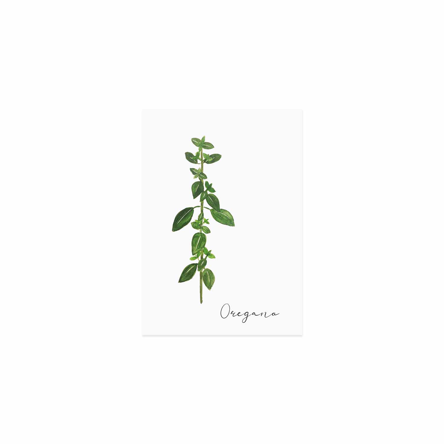 Postkarte Oregano